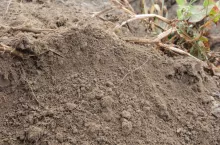 Gleba w redlinie z ziemniakami z zachowaną strukturą gruzełkową 