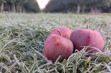 jabłka mróz