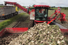 buraki cukrowe, zbiór