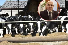 Prof. Marcin Gołębiewski z SGGW pokaże, jak mądrze zagospodarować cielęta i krowy mleczne, by zamienić je w pieniądz z dobrej jakości wołowiny.