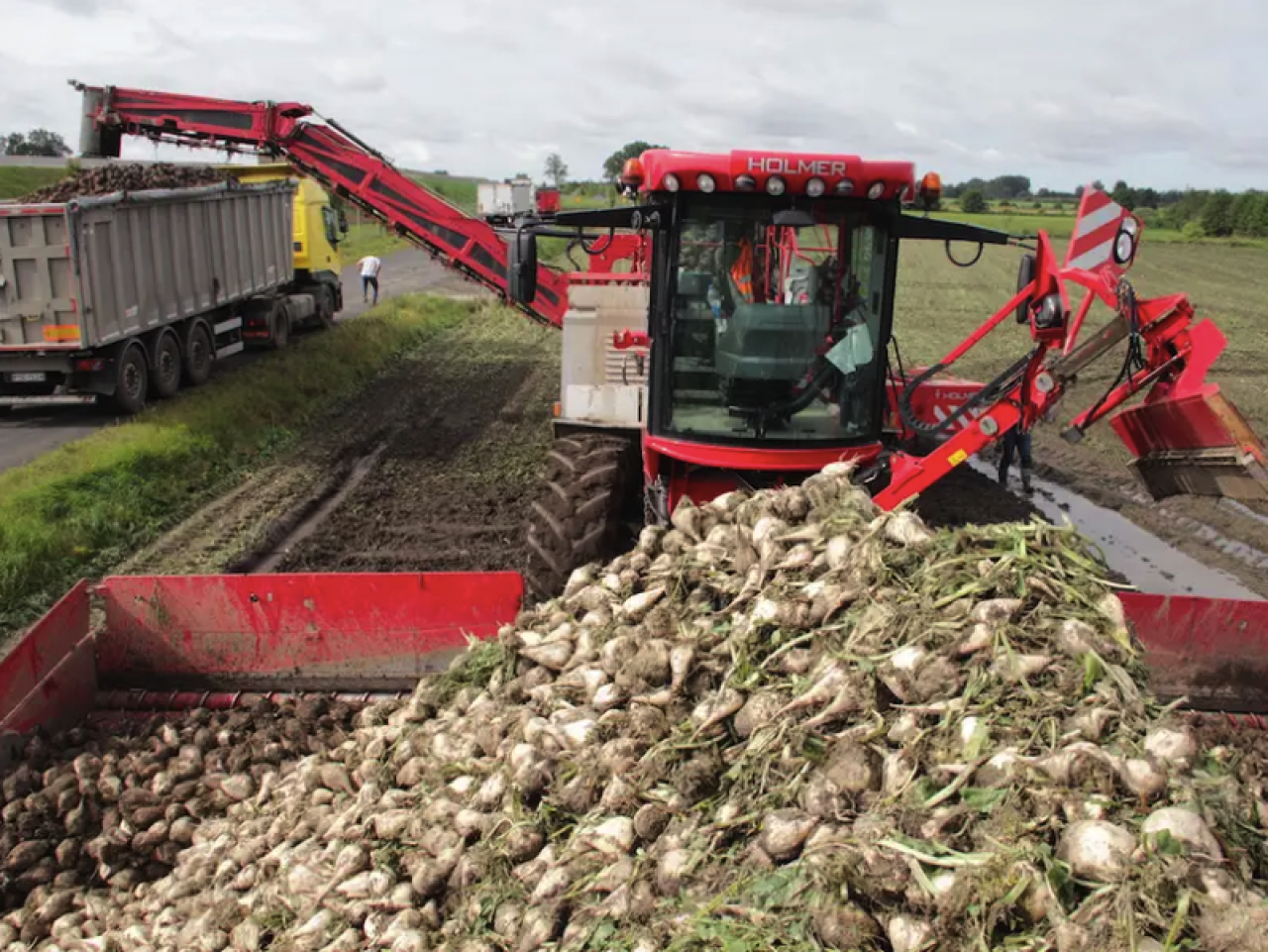 buraki cukrowe, zbiór
