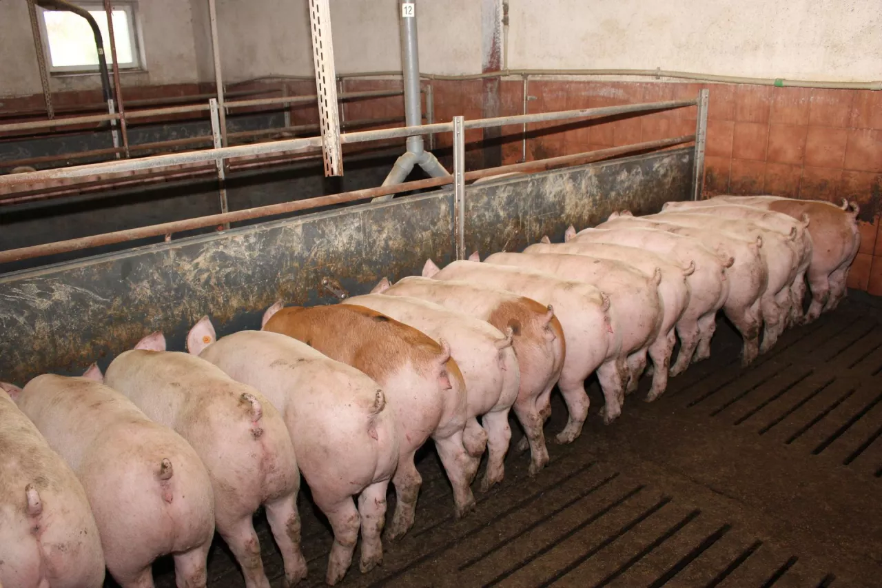 mokre płynne żywienie świń reportaż janeta