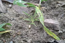 miotła zbożowa grudzień 2025