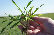 Wiosna pokaże prawdę. Te błędy w zbożach mogą kosztować plon