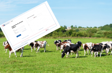 pastwisko, krowy, IRZplus