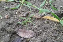 miotła w pszenicy grudzień 2025