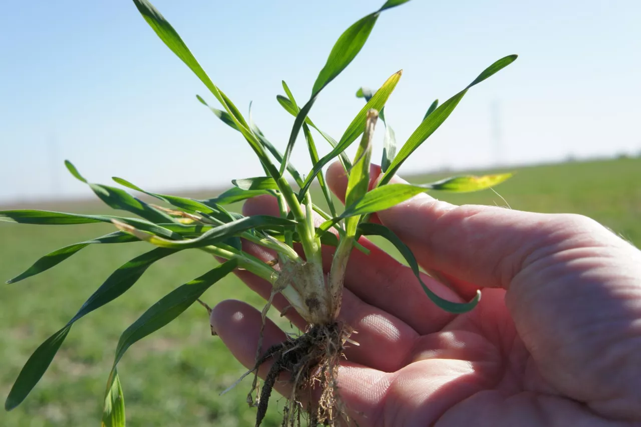 Wiosna pokaże prawdę. Te błędy w zbożach mogą kosztować plon