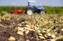 nawozy wapniowe, znaczenie dla roślin, rodzaje nawozów, ziemniaki