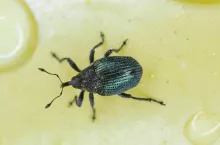 Chowacz granatek (Ceutorhynchus sulcicollis)