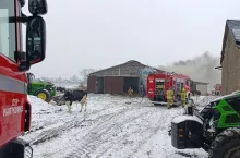 W wyniku pożaru życie straciły krowy, a budynek został poważnie uszkodzony