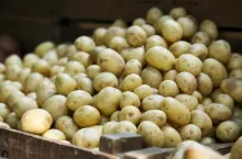 eksport ziemniaków Polska 2025