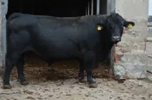 Buhaj aberdeen angus AG Hodowla (woj. wielkopolskie)