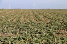 rzepak nawożenie azot wiosna Rapool webinar