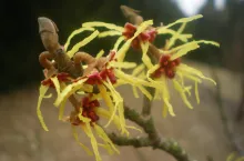 Oczar, oprócz walorów dekoracyjnych, wykazuje właściwości lecznicze i kosmetyczne