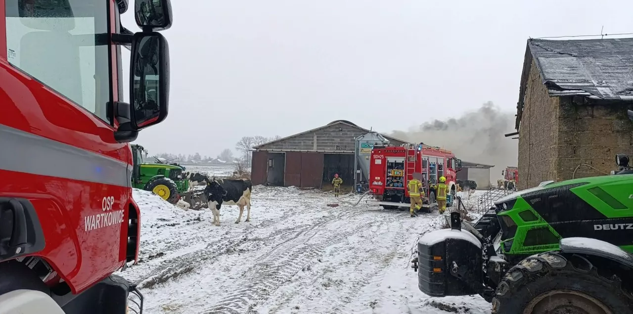 W wyniku pożaru życie straciły krowy, a budynek został poważnie uszkodzony