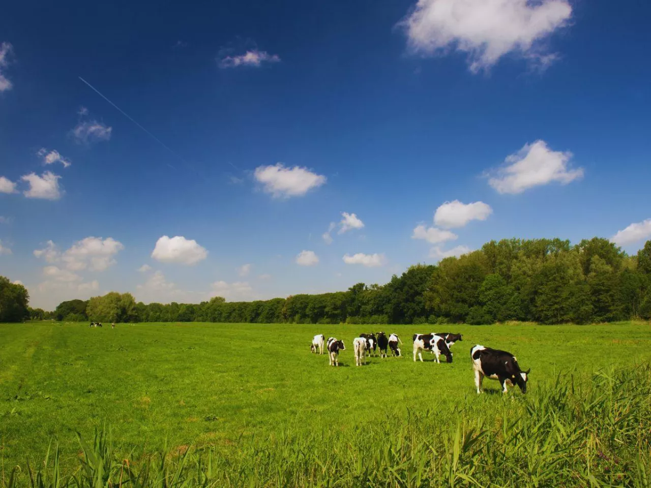 System suszy nie widzi traw i roślin pastewnych. Będą zmiany?