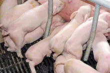 prosięta ssące biegunka porodówka