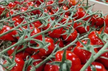 Pomidory koktajlowe w skrzynce