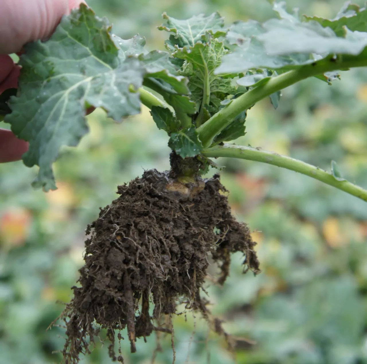 Silny system korzeniowy to lepsze pobieranie składników pokarmowych i wody z głębszego profilu glebowego, a przez to większa tolerancja na niedobory opadów. Potrzebną energię do szybkiego rozwoju systemu korzeniowego daje roślinom właśnie fosfor