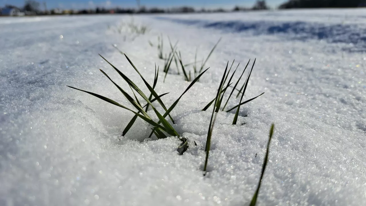 pszenica pod śniegiem 2025
