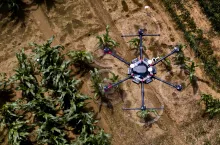 Oprogramowanie wspierane przez AI może wizualizować przyszły wzrost roślin na podstawie zdjęć z drona lub innych obrazów z wczesnej fazy wzrostu