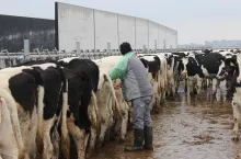 stado jałówek, rolnik inseminujący jedną z nich