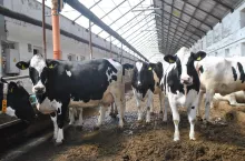 stado krów stojące na korytarzu spacerowym obory