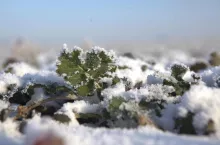 rzepak w zimie przykryty śniegiem