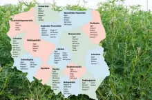 Łubin wąskolistny: które odmiany plonują najlepiej? [LOZ]