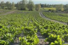 Plantatorzy materiału siewnego są dziś rozłożeni na łopatki