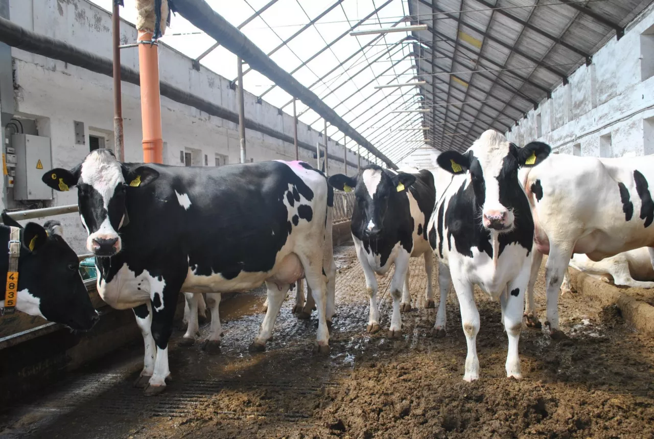 stado krów stojące na korytarzu spacerowym obory