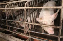 Maciory są inseminowane oraz kryte naturalnie 