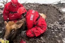 Strażacy w czerwonych skafandrach pomagają wyjść krowie z bagna, w którym zanurzona jest niemal całkowicie