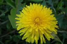 Gdy kwitną mniszki sadzimy ziemniaki i siejemy soję