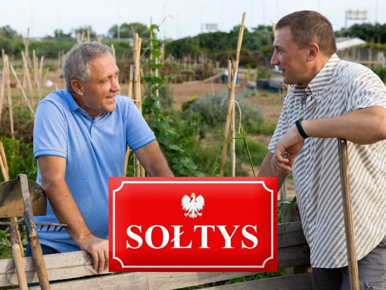 sołtys