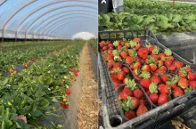 Jedna z plantacji truskawek w Grecji