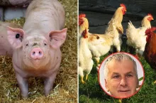 trzoda chlewna, drób, twarz eksperta