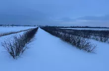 Plantacja aronii pod okrywą śniegową - średnio 24 cm śniegu