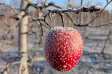jabłko mróz