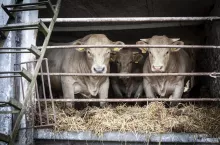 bydlo miesne, charolaise, zywienie na sucho