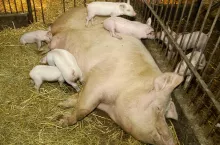 locha w kojcu bezjarzmowym 