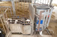 cielę pijące mleko z automatu do opajania cieląt