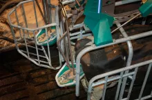 CowToilet - toaleta dla krów ograniczająca emisję amoniaku zadebiutuje na targach Lamma w Bigmingham.