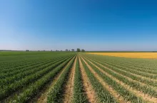 Przekazanie gospodarstwa a VAT. Jak zrobić to bez konieczności zwrotu podatku?