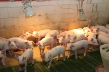 prosięta odchowalnia