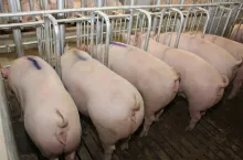 sektor rozrodu loszki