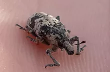 szarek komośnik na buraku cukrowym