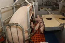 locha karmiąca porodówka