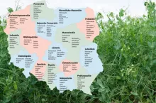 Groch siewny: Lista Odmian Zalecanych