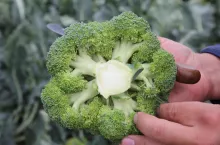 brokuł, brokuły, warzywa